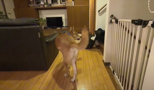 留守番が寂しいワンちゃん