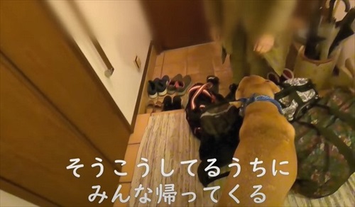 留守番が寂しいワンちゃん