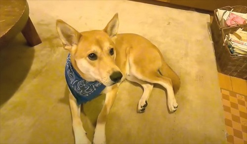 留守番が寂しいワンちゃん