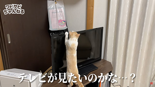 テレビが見たいのかな