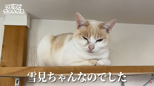 雪見ちゃんなのでした