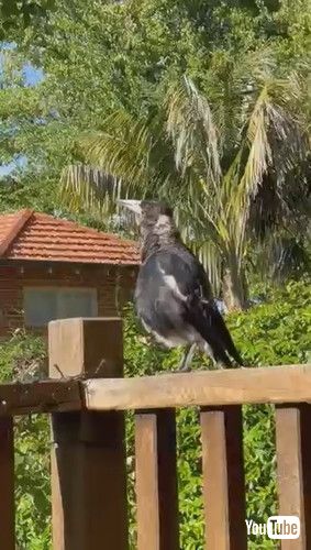 犬の鳴きまねをする鳥