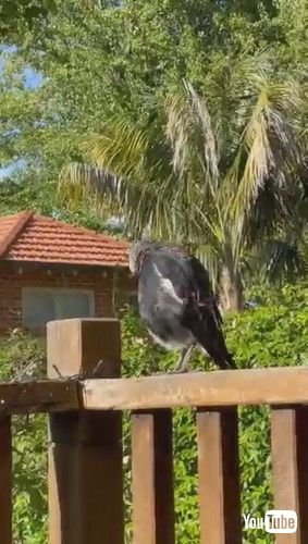 犬の鳴きまねをする鳥