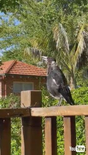 犬の鳴きまねをする鳥