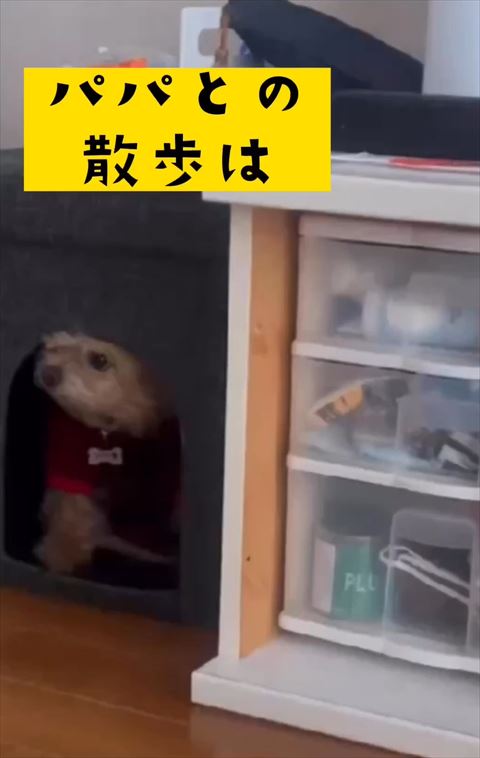 ハウスに入るワンコ