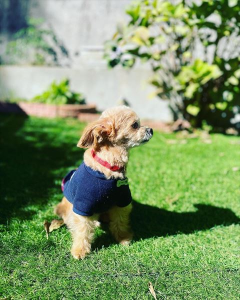 庭で日向ぼっこワンコ