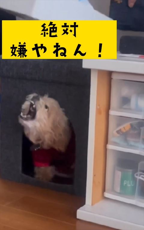 絶対嫌やねんテロップ