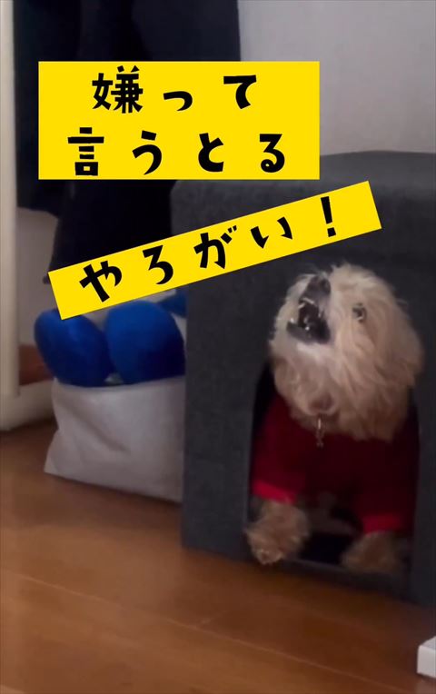 嫌って言うとるやろがいテロップ