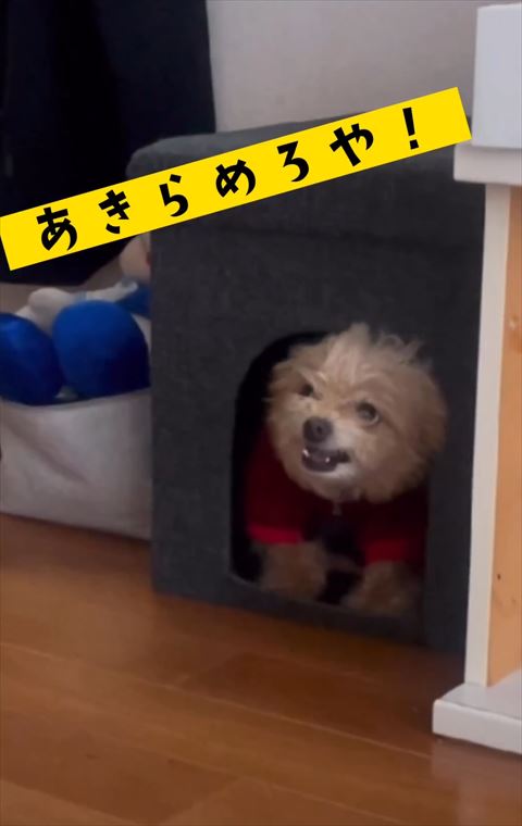 諦めろやテロップ