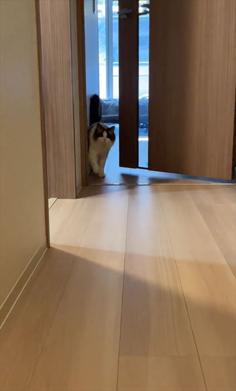 扉からでてくる猫