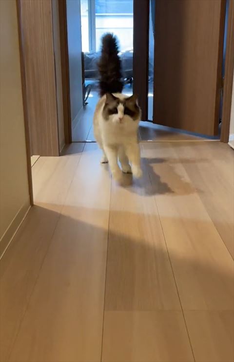 走ってくる猫