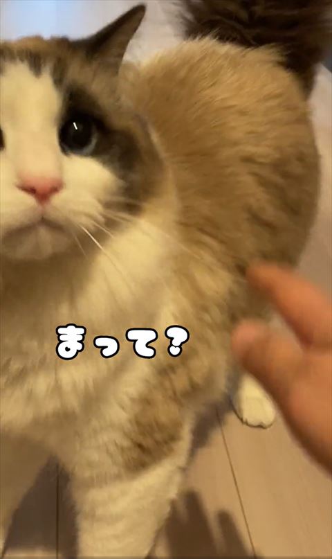 まってテロップ