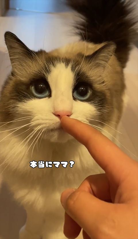 本当にママテロップ