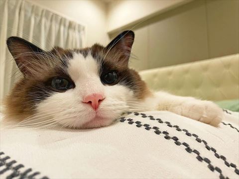 ベッドで寝てる猫アップ