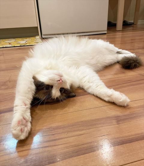 前足あげてヘソ天猫