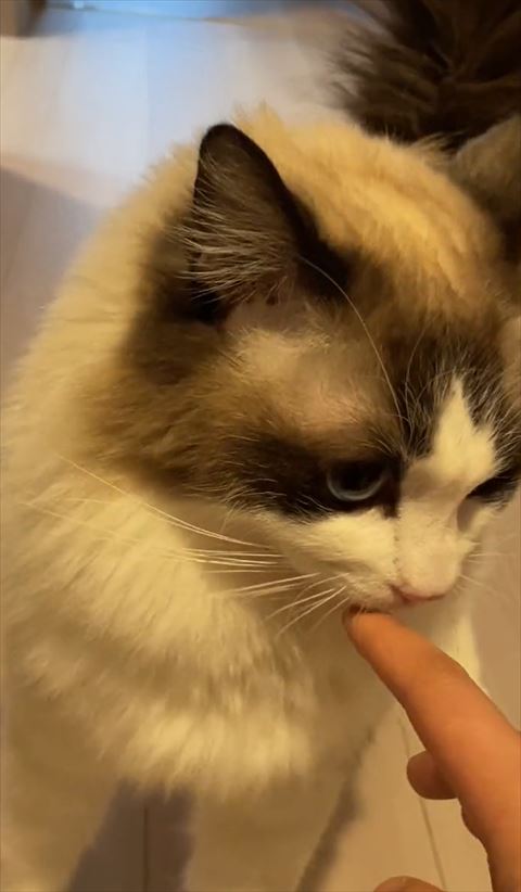 指の匂い嗅ぐ猫