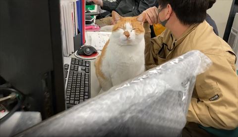 会社にいる猫