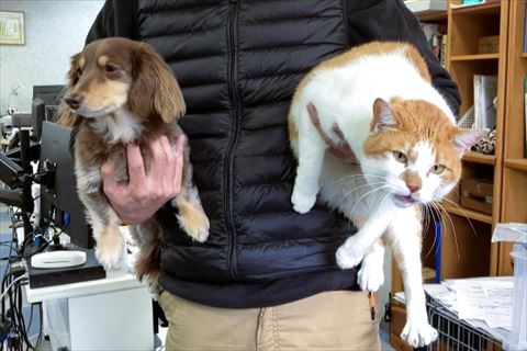 抱っこされるワンコと猫