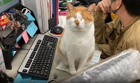 デスク猫上から