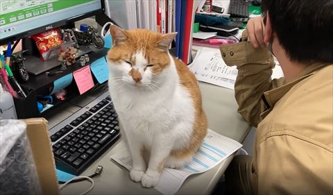 デスク猫書類ふんでる