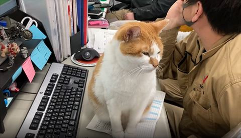デスク猫正面画面右見てる
