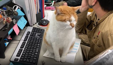 デスク猫正面画面右向いて寝てる