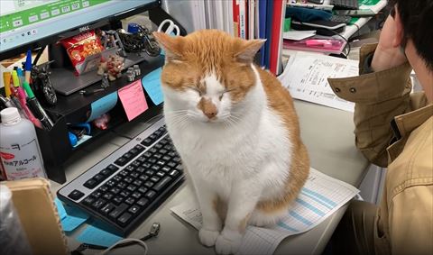 書類の上で寝てる猫ちゃん上から