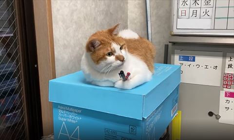 ペン持ってる猫