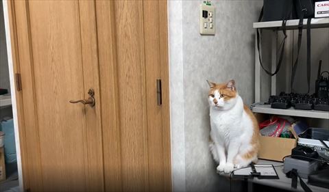 ドア横お座り猫