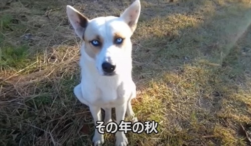 野犬を保護