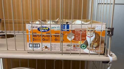  隠れる4匹の子猫