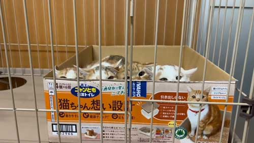 ケージをのぞくと