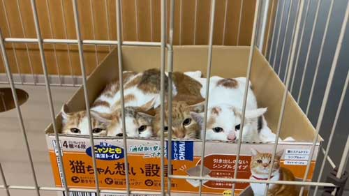 同じポーズの猫たち