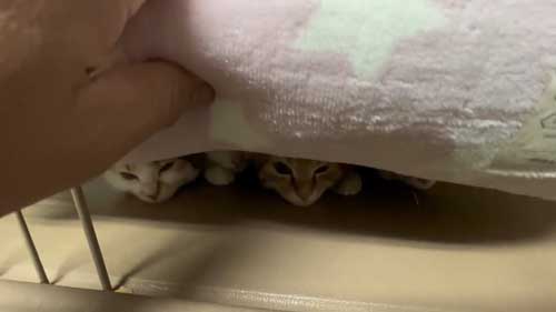 クッションの下の子猫