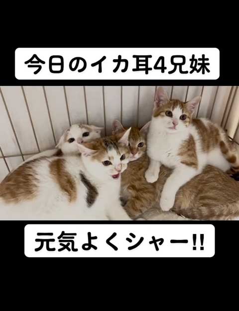 元気いっぱい子猫
