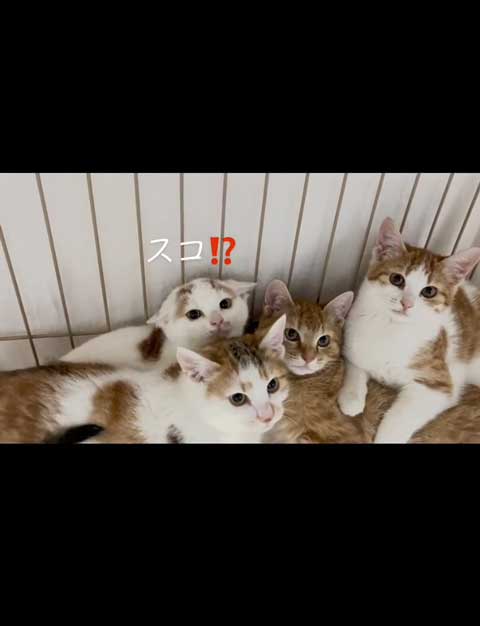 お耳かわいい子猫