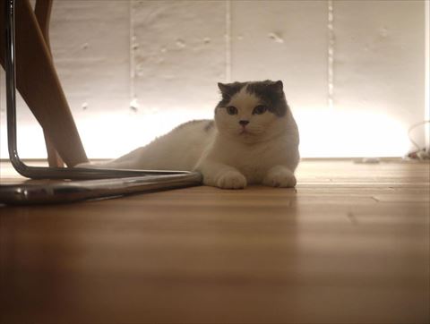 フローリングでまどろむ猫