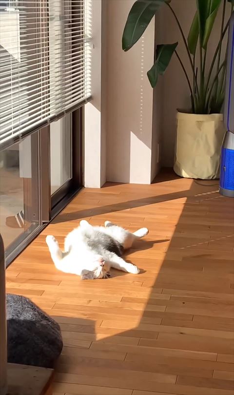 寝てる猫少し近づく