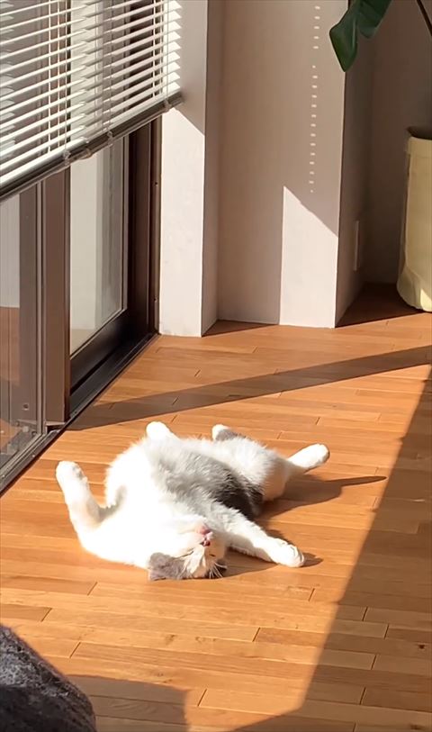 寝てる猫アップ