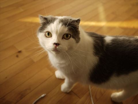 カメラ目線猫ちゃん