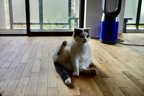 後ろ足あげてる猫