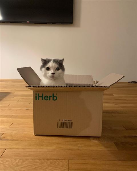 アイハーブの箱に猫