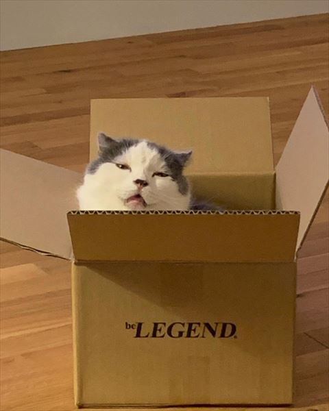 レジェンド箱に猫