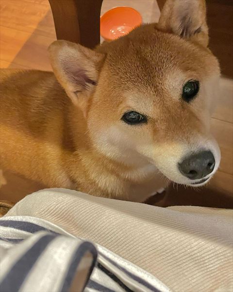 テーブルの下ワンコ