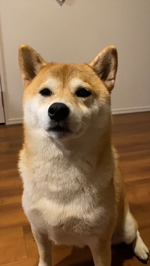お座りして飼い主を見つめるワンコ画面左寄り