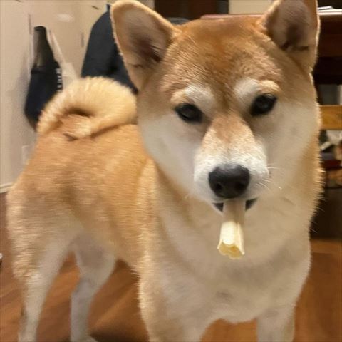 歯磨きおやつくわえるワンコ