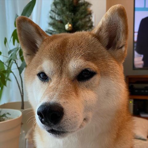 よだれ出てるワンコ