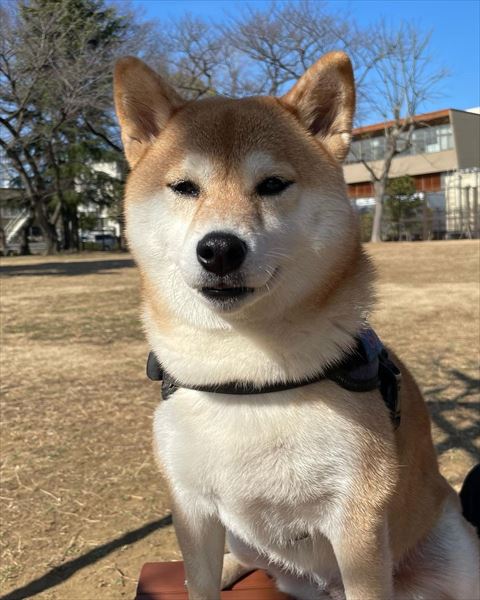 外で微笑むワンコ