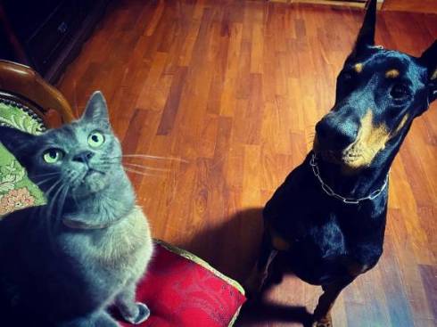 アネラくんとドーベルマン