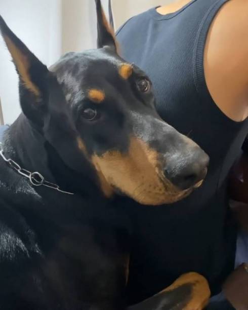 甘えん坊ドーベルマン